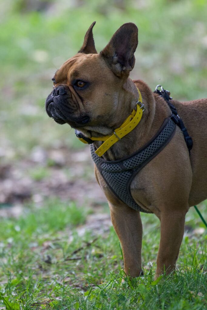 Fawn French Bulldog standing on grass wearing a gray harness and a yellow collar