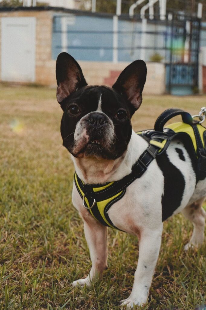 Black and white French Bulldog in a harness standing on grass