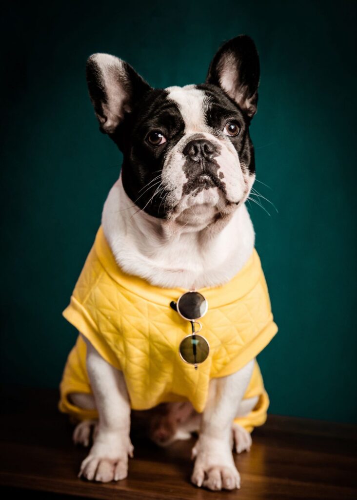 Black and white French Bulldog in a yellow raincoat sitting against a dark green background