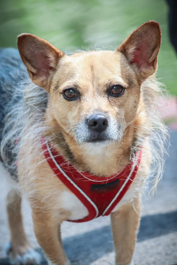 Small scruffy mixed-breed dog with large ears wearing a red harness