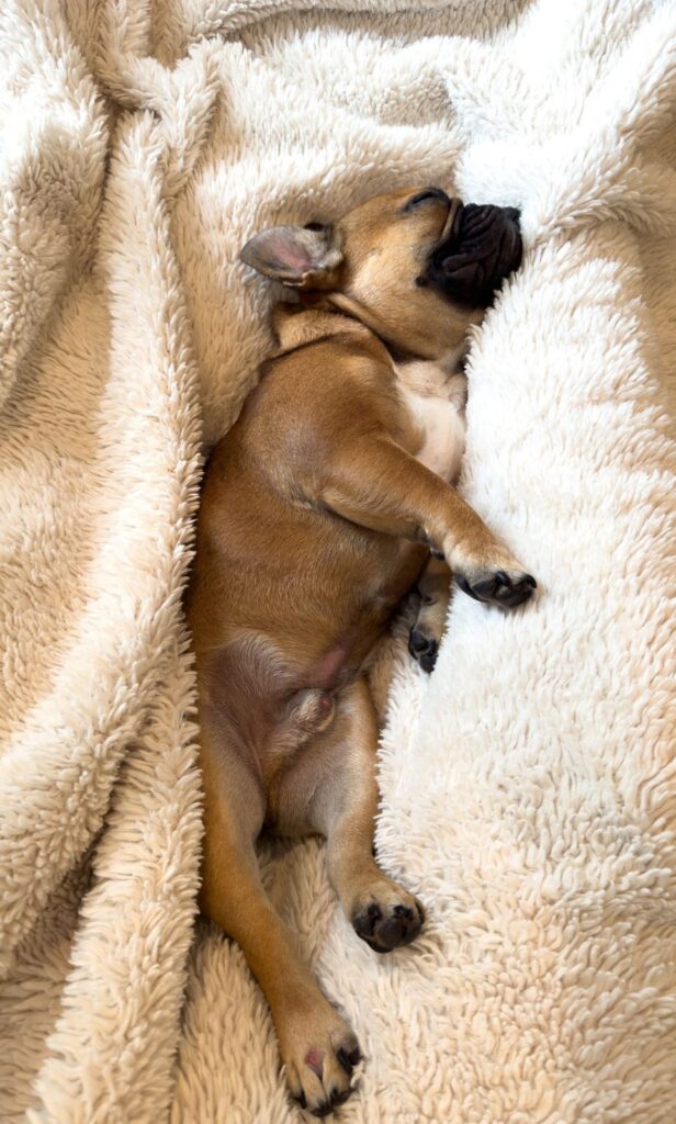 Fawn French Bulldog asleep on its back on a soft cream blanket