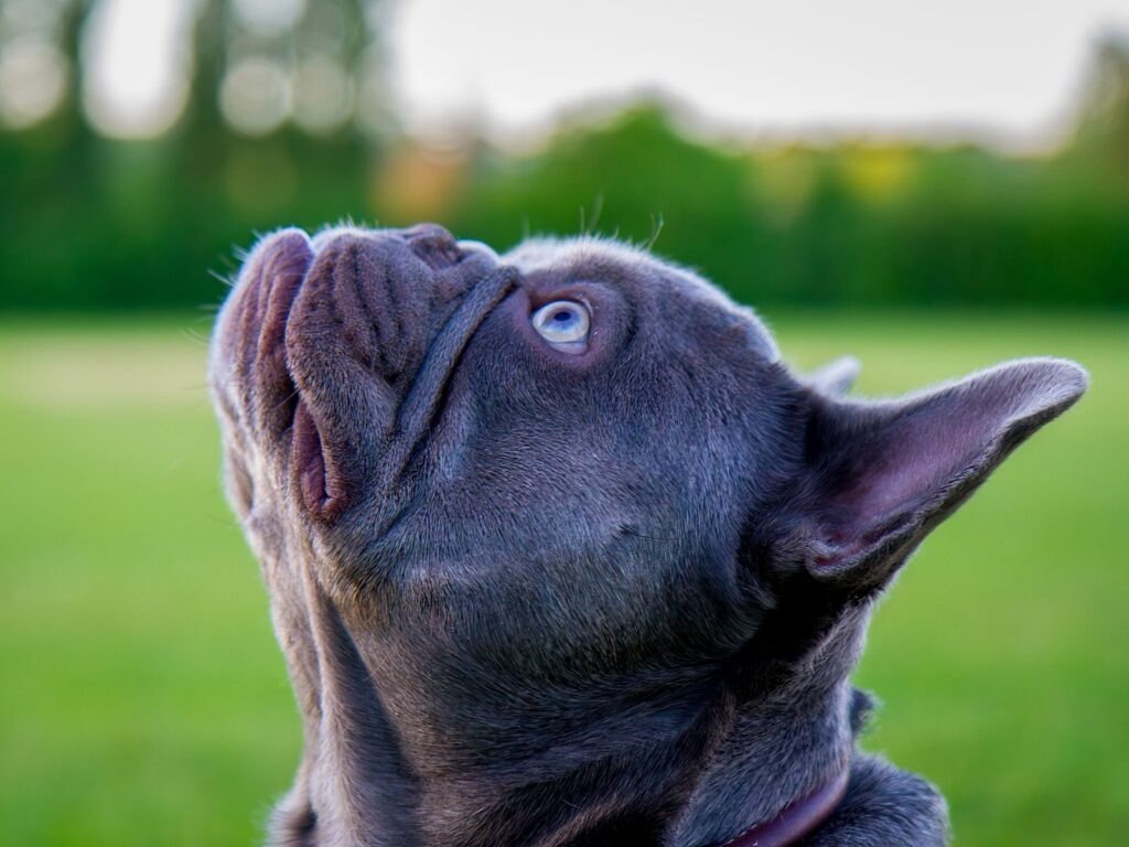 Blue-gray French Bulldog looking up on a grassy lawn