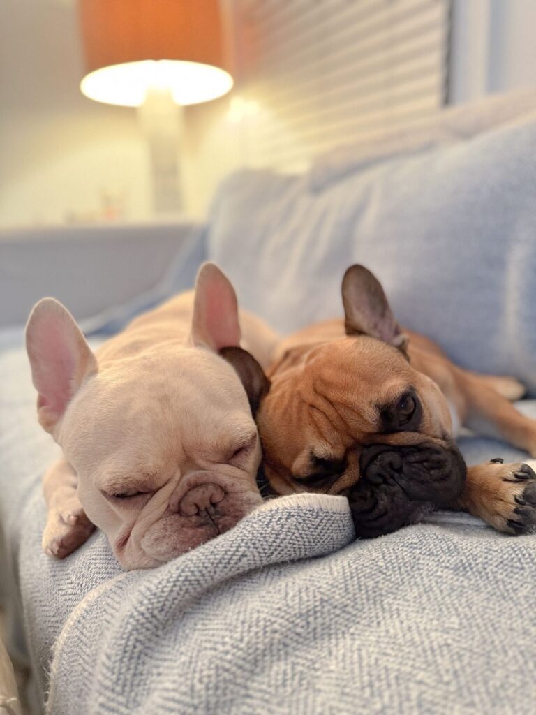 Cream and fawn adult French Bulldogs resting together on a blue sofa at home