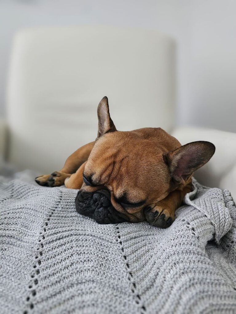 Fawn French Bulldog sleeping curled up on a grey knitted blanket
