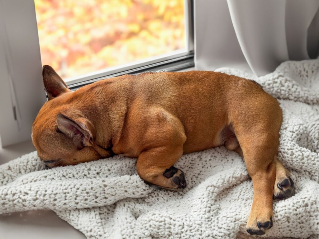 Fawn French Bulldog sleeping curled on a knitted blanket by a window