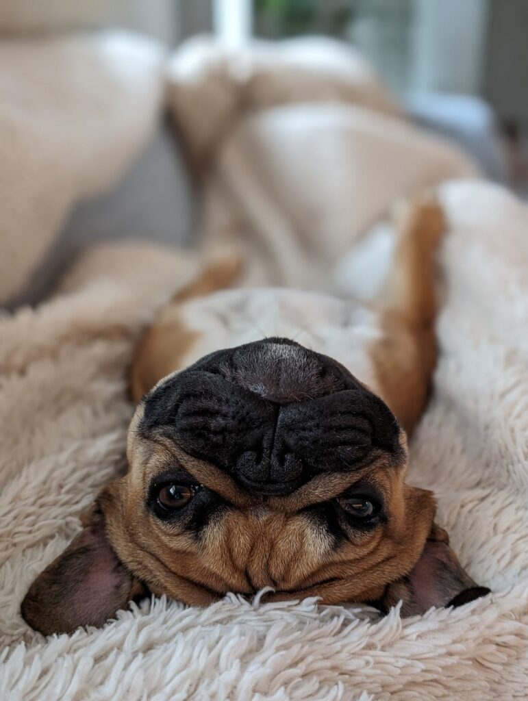 Fawn French Bulldog resting its chin on a fluffy blanket