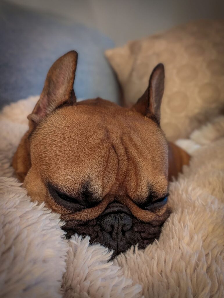 Close-up of a fawn French Bulldog sleeping on a fluffy cream blanket