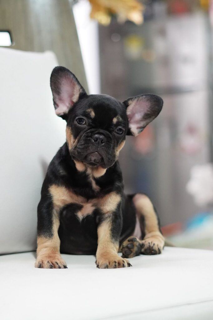Black and tan French Bulldog puppy sitting on a white chair