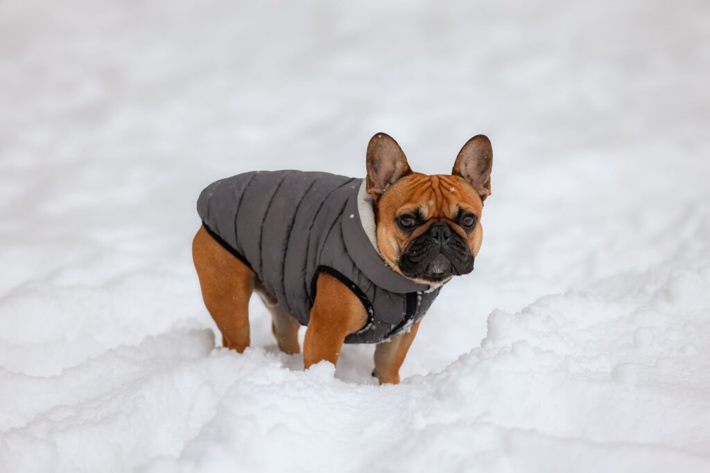 Fawn French Bulldog wearing a padded gray coat in deep snow