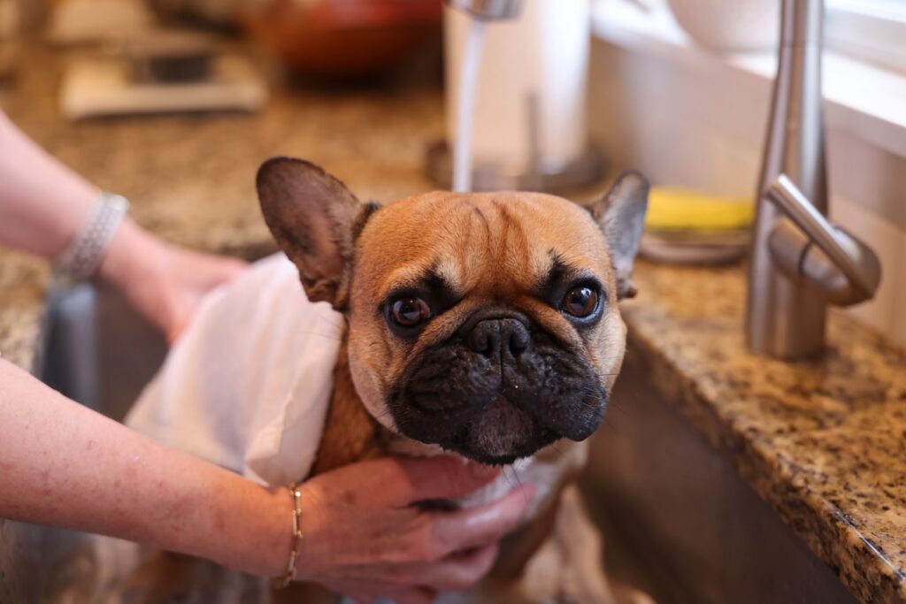 Fawn French Bulldog being bathed in a kitchen sink, wrapped in a towel by a person's hands