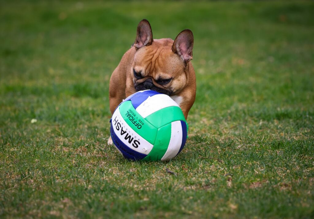 Fawn French Bulldog nosing a green and white ball on a grass lawn