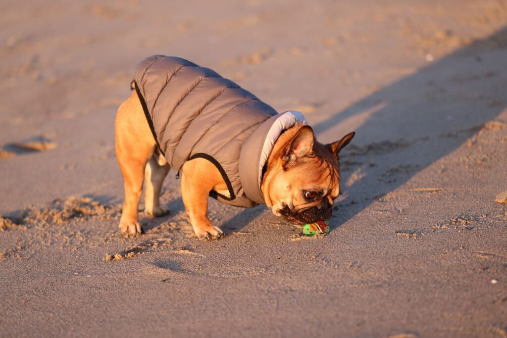 Fawn French Bulldog in a padded vest sniffing the ground outdoors