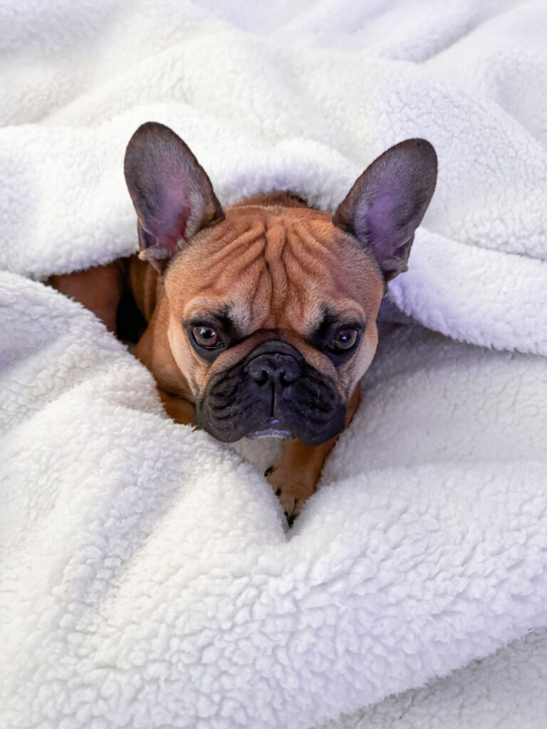 Fawn French Bulldog wrapped in a fluffy white blanket