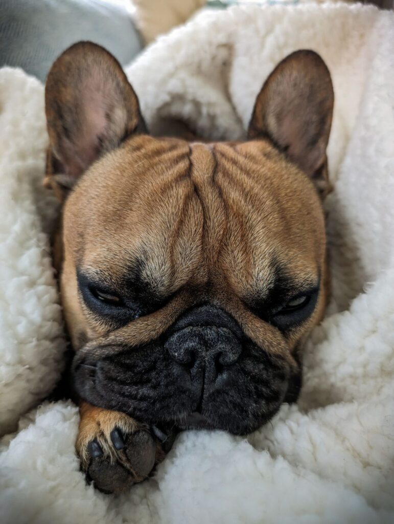 Close-up of a fawn French Bulldog's face showing the nose rope and wrinkles, resting on a cream fleece blanket