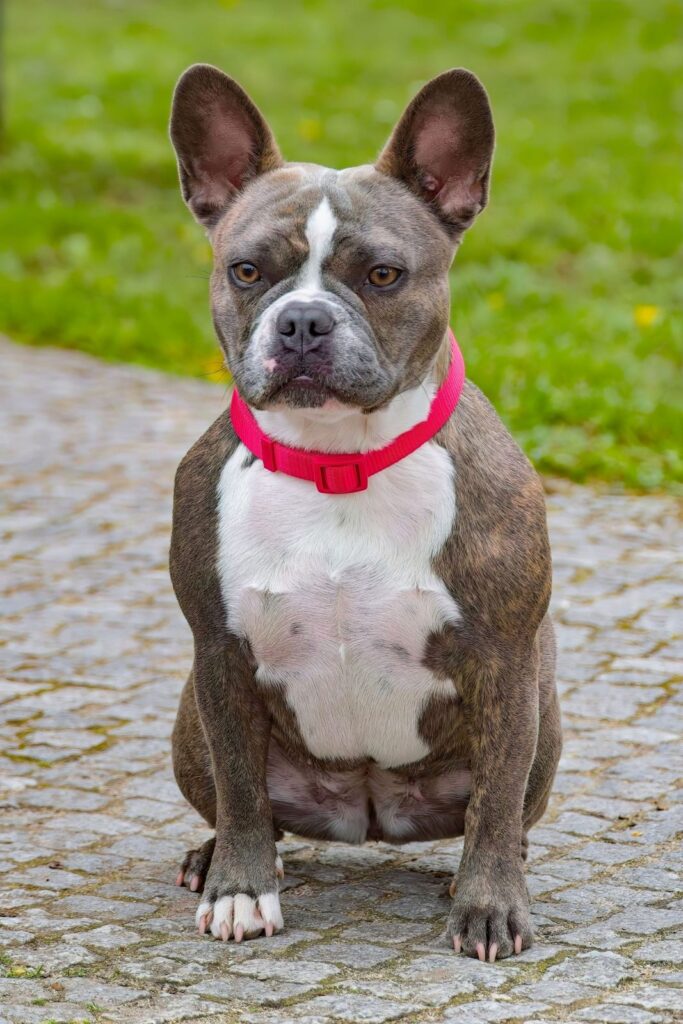 Brindle and white French Bulldog with a pink collar sitting on a cobblestone path