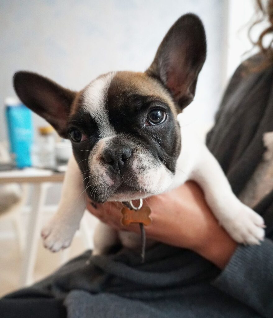 Pied French Bulldog puppy being held securely in a person's arms