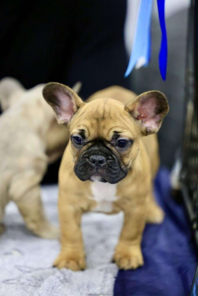 Fawn French Bulldog puppy standing on a soft blanket beside a littermate