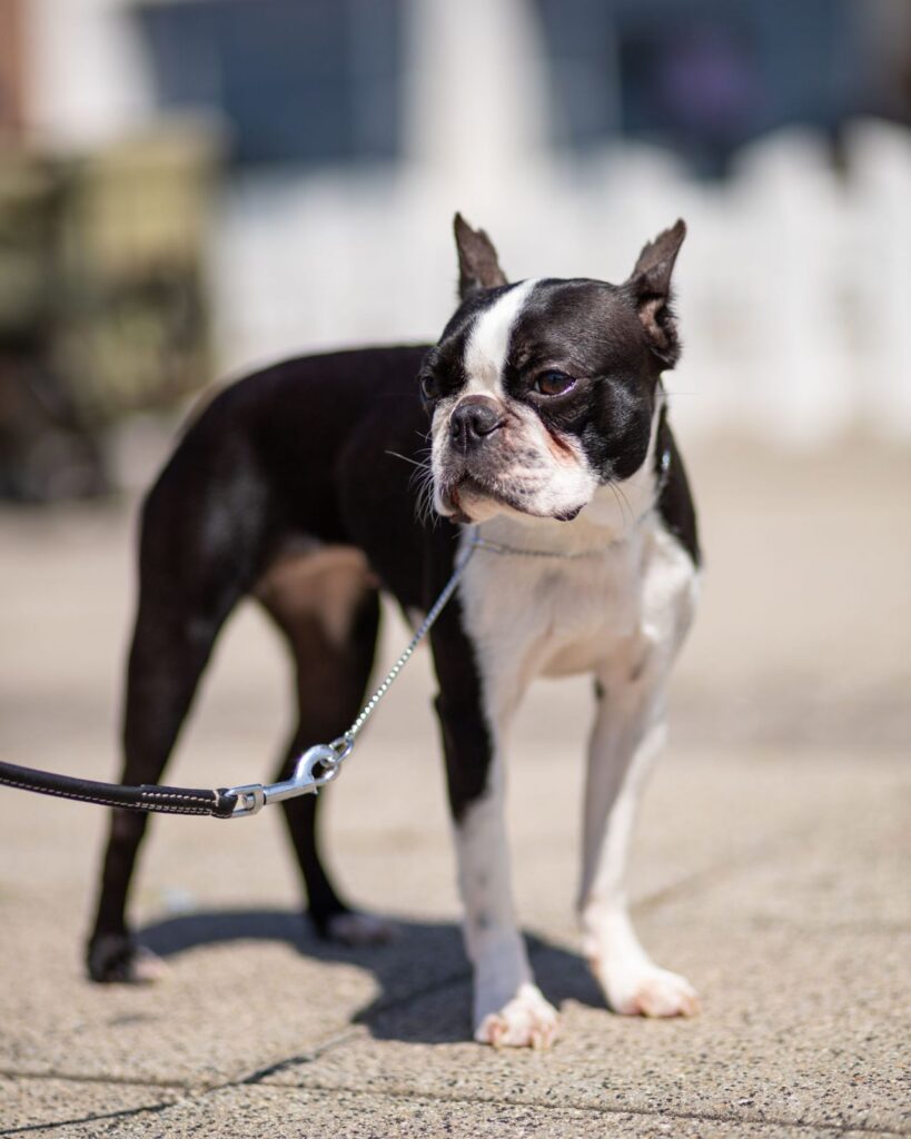 Black and white Boston Terrier standing on a leash on pavement