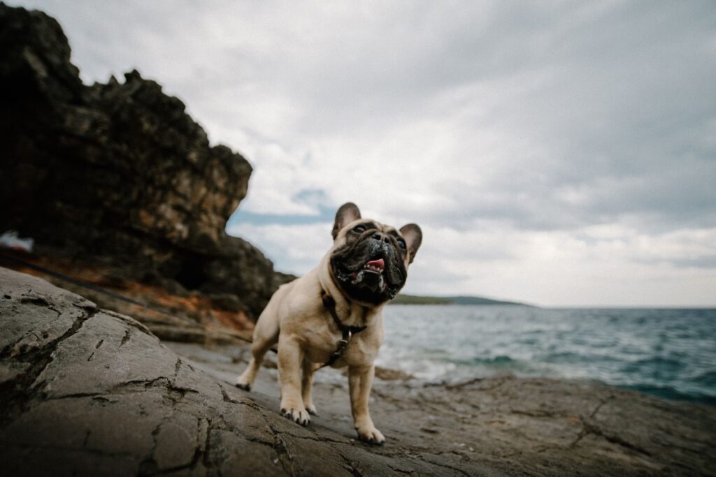 Fawn French Bulldog in a harness standing on rocks by the sea under a cloudy sky