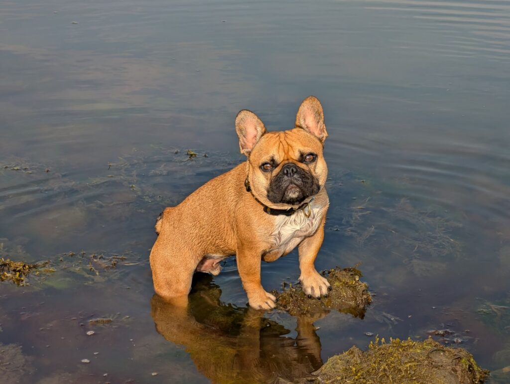 Fawn French Bulldog standing in shallow, calm water beside mossy rocks