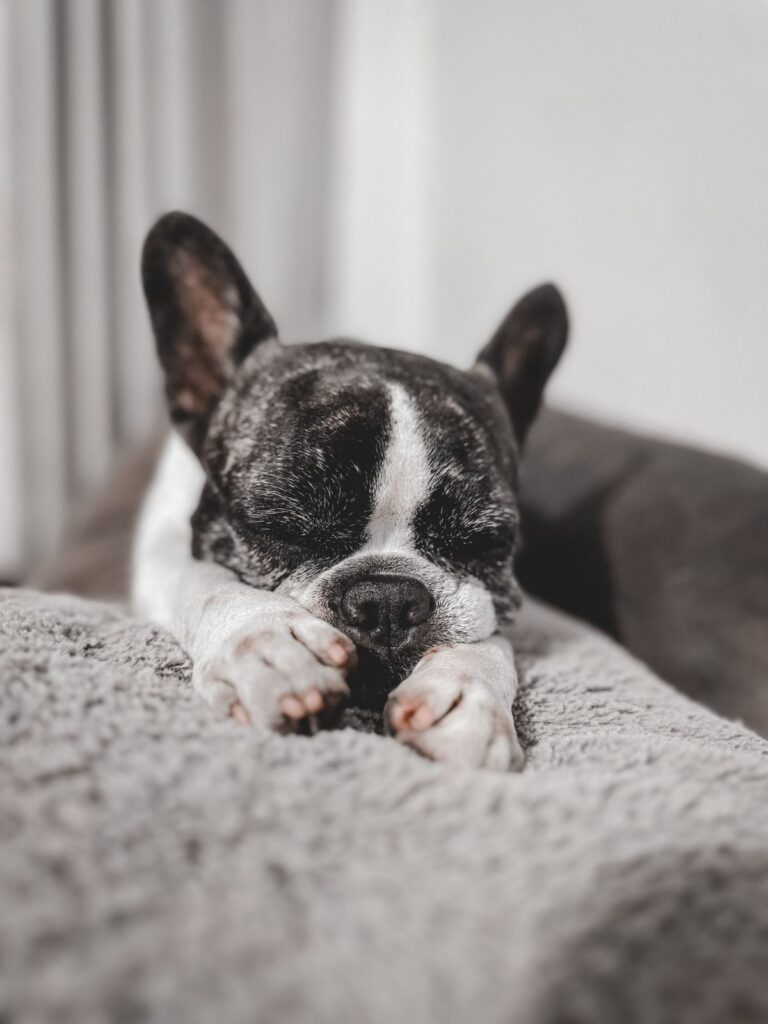Brindle and white French Bulldog resting on a gray dog bed