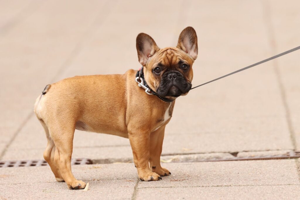 Fawn French Bulldog standing on a leash on pale paving