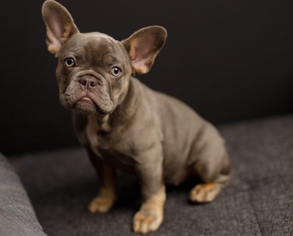 Young chocolate-colored French Bulldog puppy sitting on a gray sofa