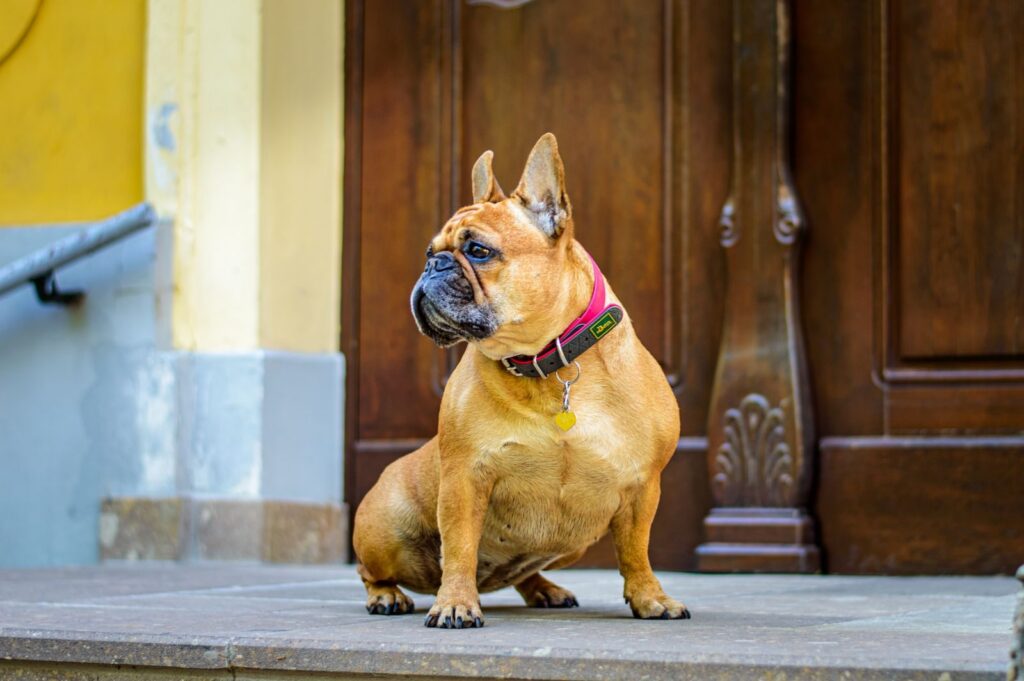 Fawn French Bulldog sitting on a doorstep in front of a wooden door