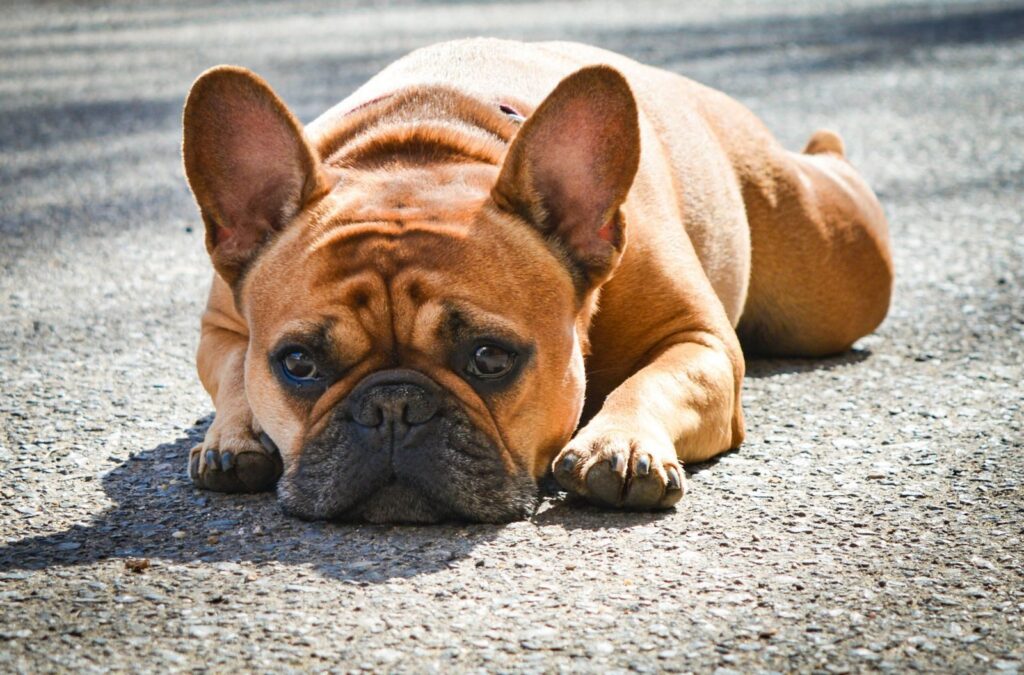 Fawn French Bulldog lying flat on sunlit asphalt