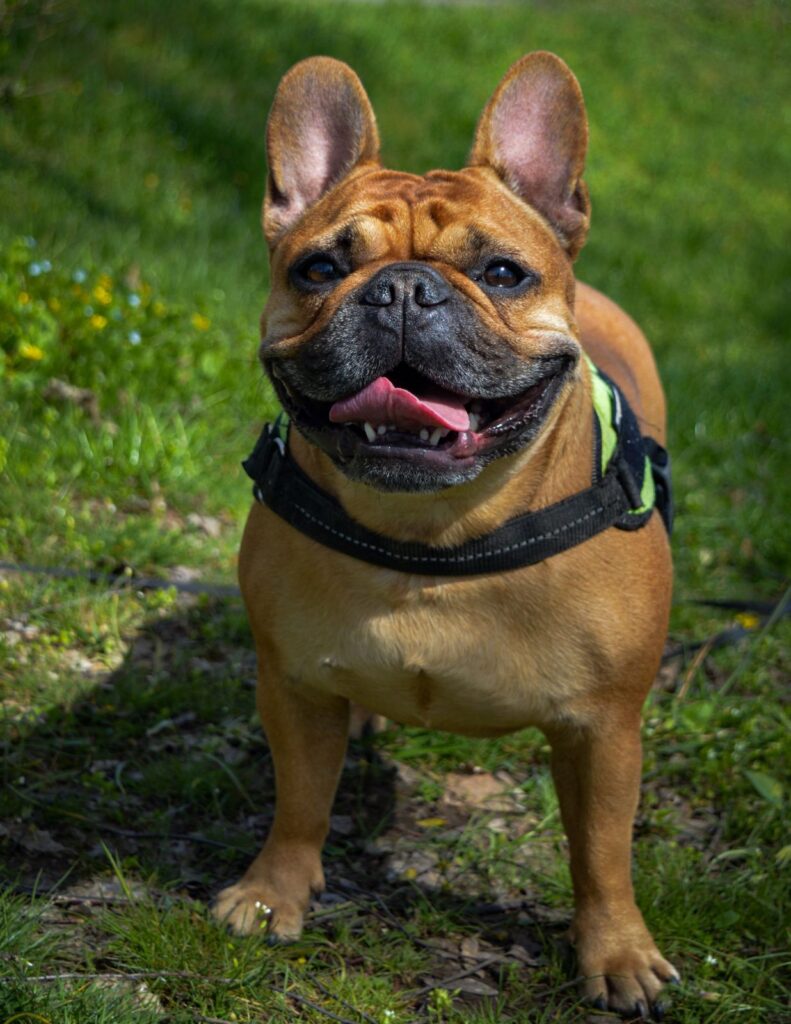 Fawn French Bulldog in a harness standing on grass, panting with mouth open