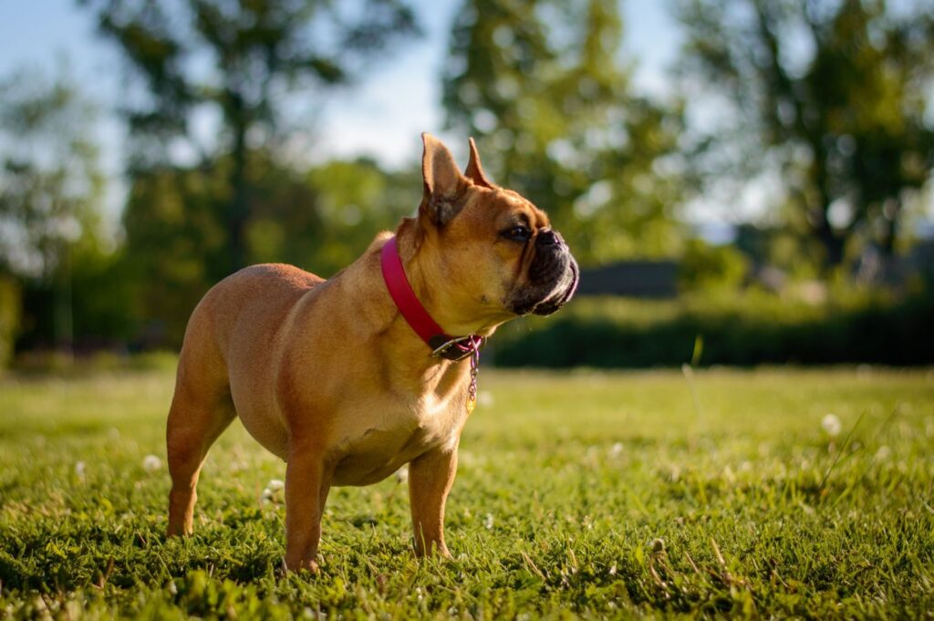 Fawn French Bulldog with a red collar standing on grass in the sun