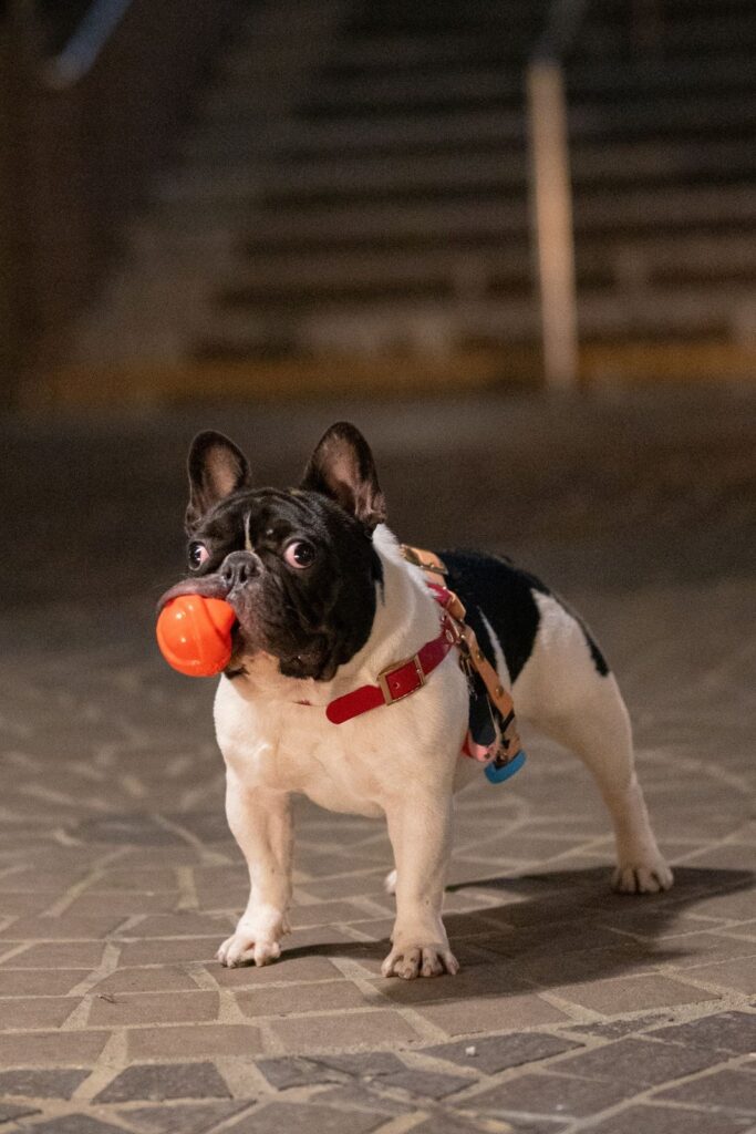 Black and white French Bulldog holding an orange rubber ball toy in its mouth
