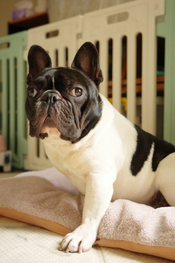 Black and white pied French Bulldog sitting on a soft bed in front of a white and green indoor dog pen