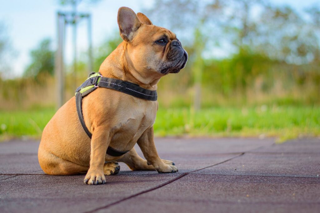 Fawn French Bulldog sitting outdoors in a gray harness