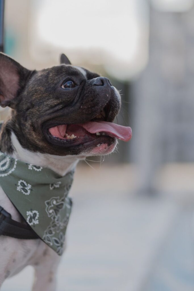 Brindle and white French Bulldog wearing a bandana, panting with tongue out