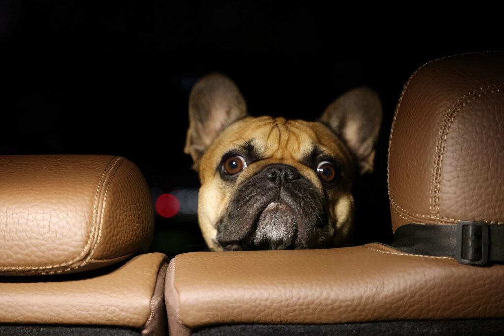 Fawn French Bulldog looking out from the back seat of a car