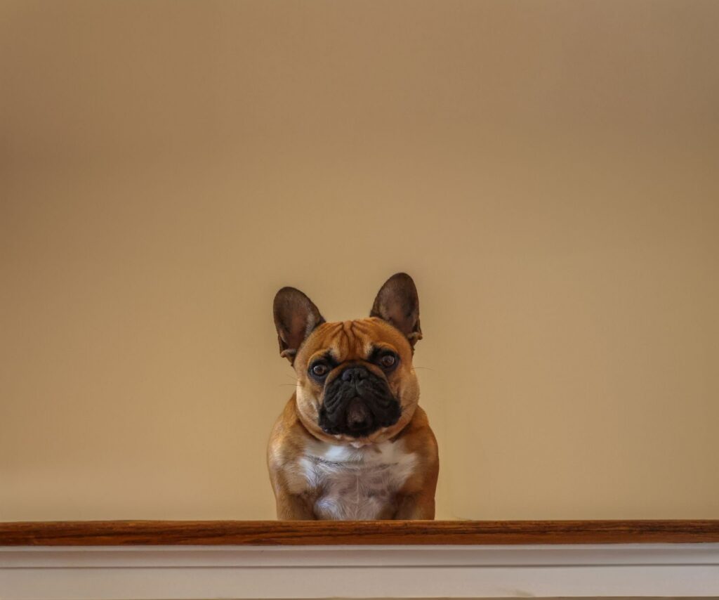 Fawn French Bulldog peering over a wooden ledge with an attentive, hopeful expression