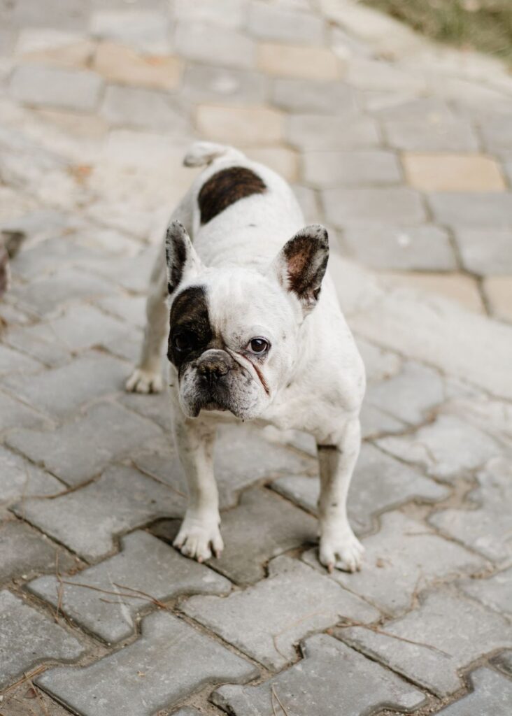 White French Bulldog with black patches standing on a paved path