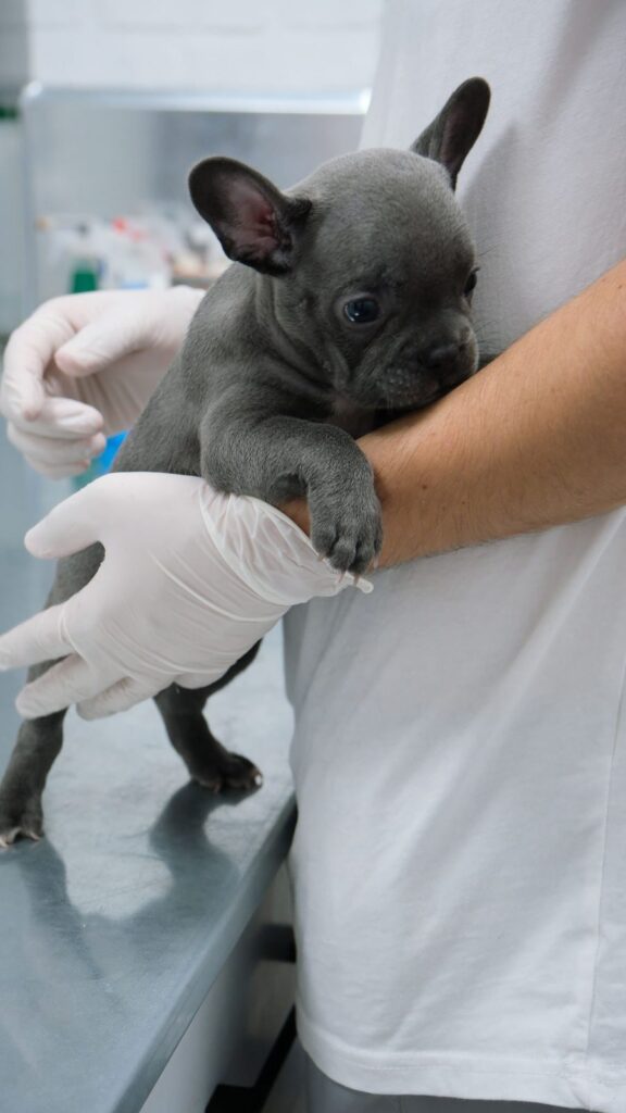 Blue French Bulldog puppy held in a gloved hand and arm on a stainless steel exam table at a vet clinic