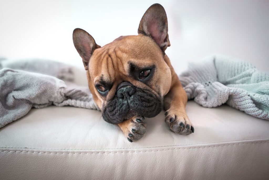 Fawn French Bulldog lying on a bed with its head resting on its paws