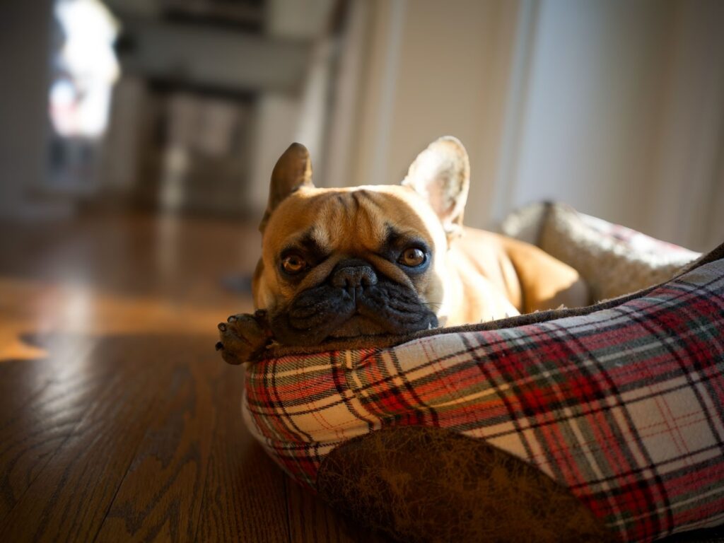 Fawn French Bulldog lying in a plaid dog bed on a wooden floor, resting its chin on the bed's edge