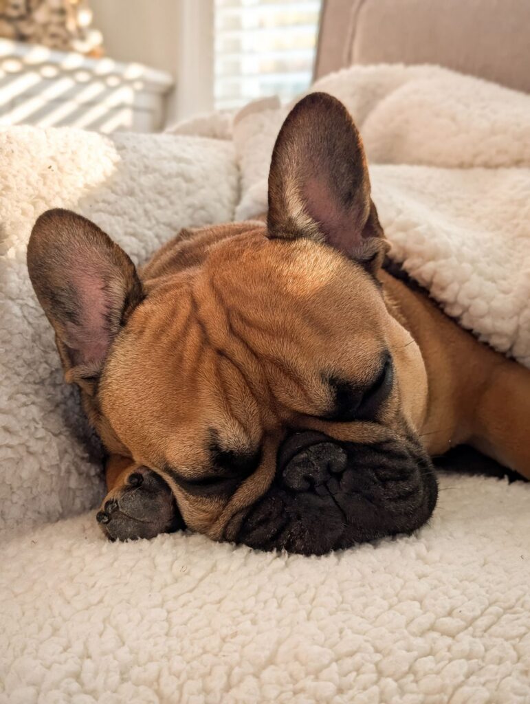 Fawn French Bulldog asleep with its chin on a paw, nestled into a soft white fleece bed