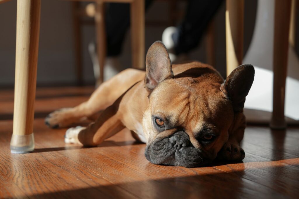 Fawn French Bulldog lying on a sunlit wooden floor under a table