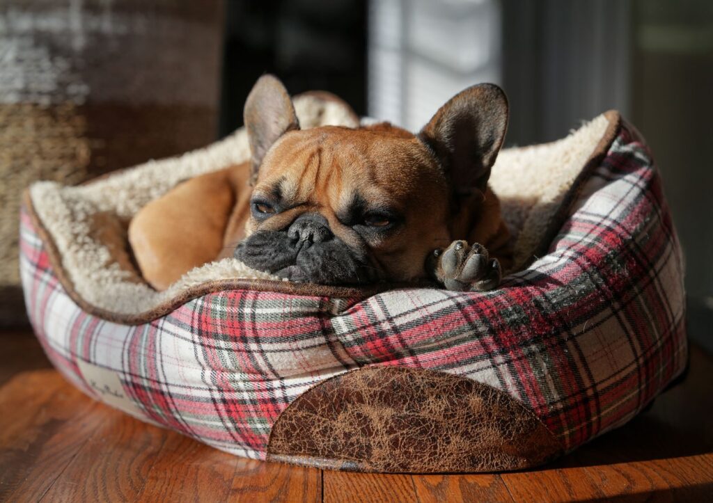 Fawn French Bulldog resting in a plaid dog bed