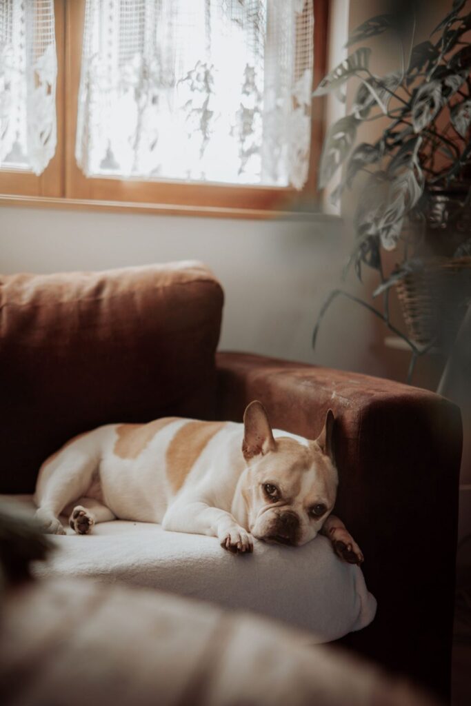 Cream and white French Bulldog resting on a cushion in a cozy armchair