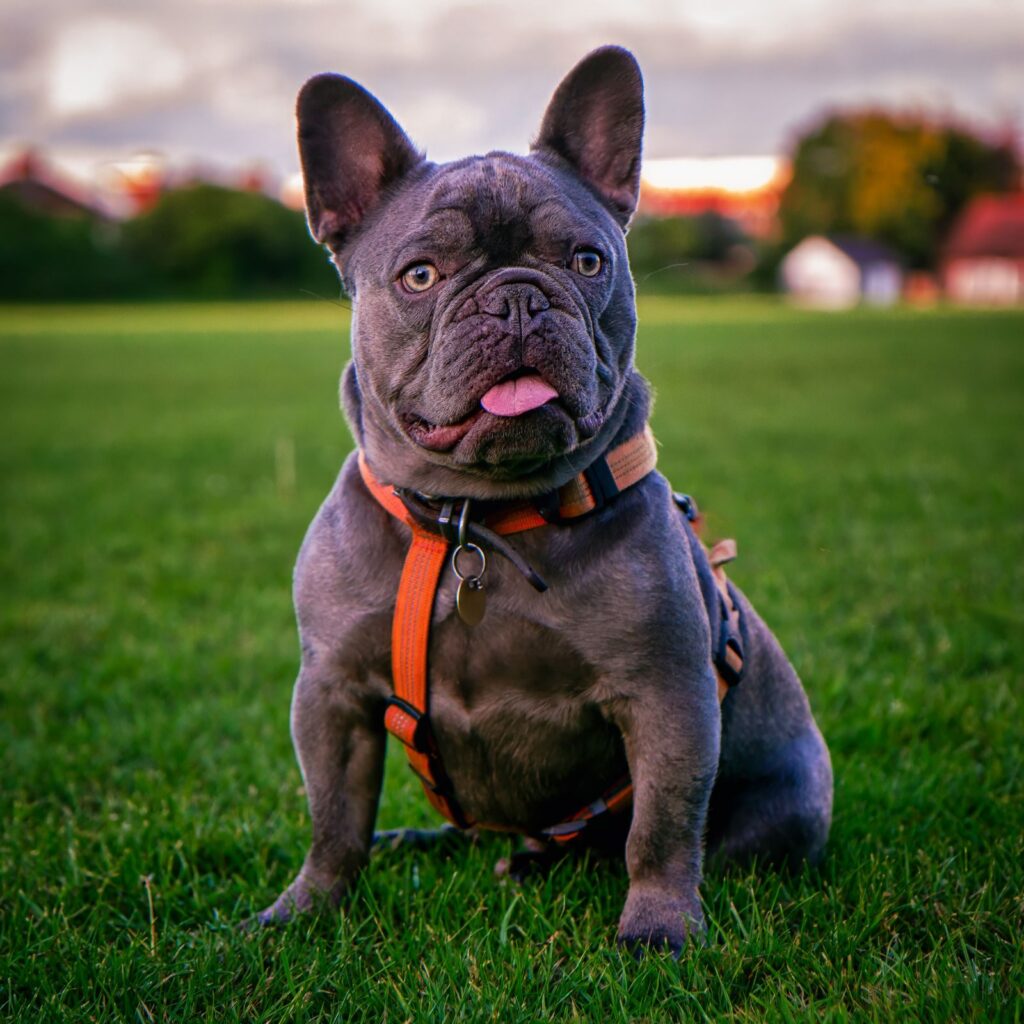Blue French Bulldog wearing an orange harness sitting on grass