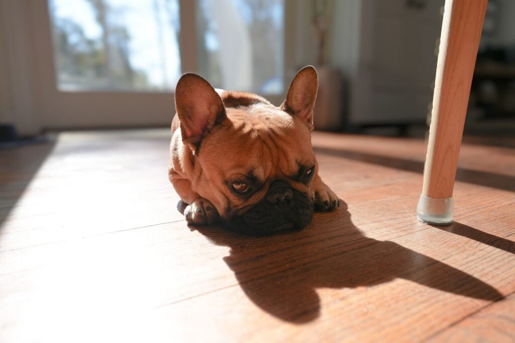 Fawn French Bulldog resting its chin on a sunlit wooden floor beside a table leg at home