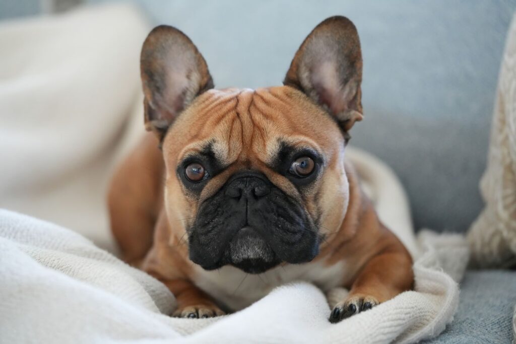Fawn French Bulldog lying on a white blanket on a sofa, looking at the camera