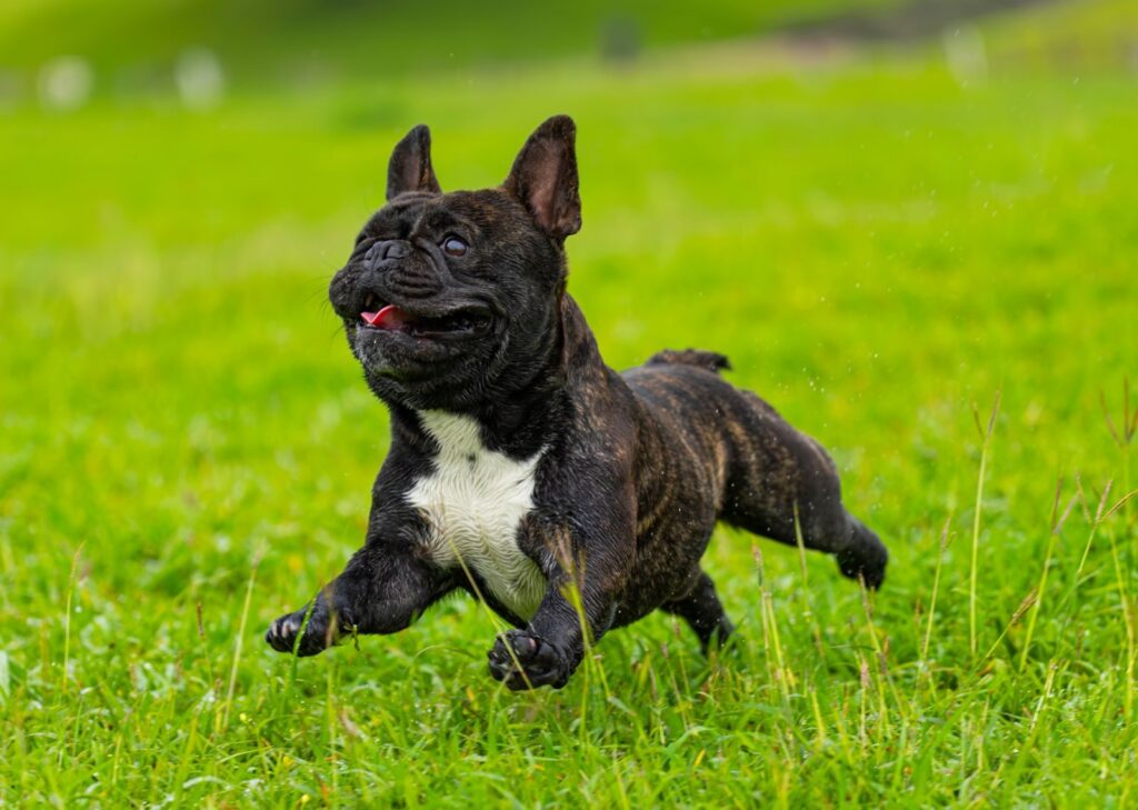 Brindle French Bulldog with a white chest bounding across green grass