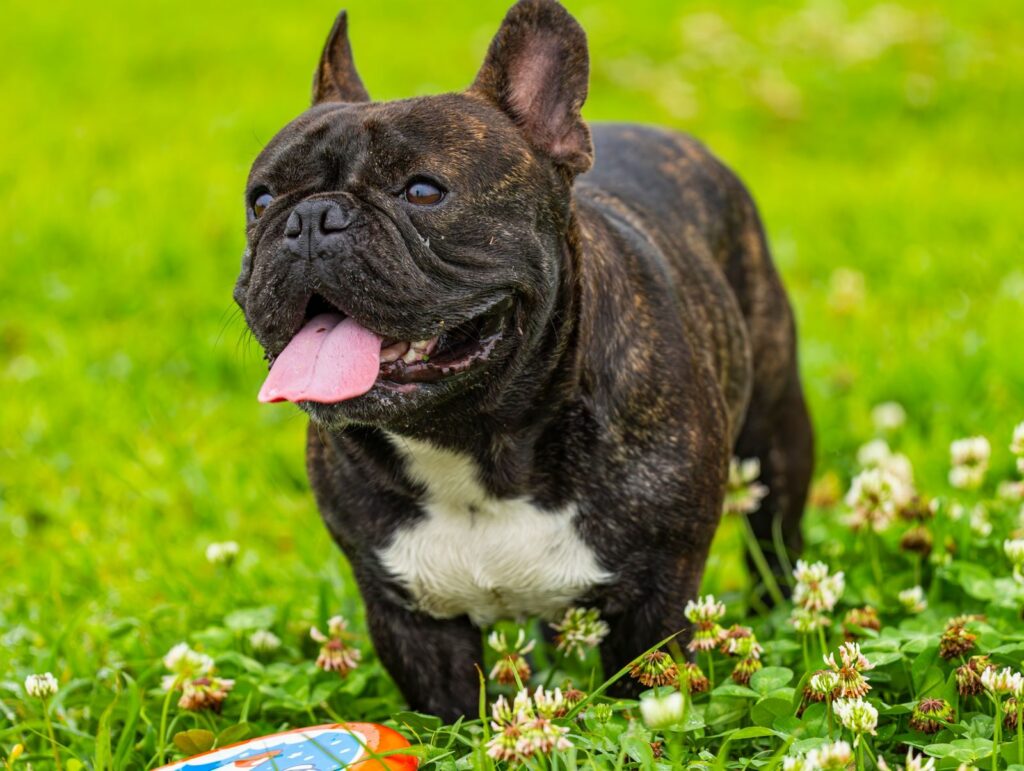 Dark brindle French Bulldog with a white chest patch standing in grass and clover, tongue out